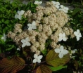 sadzonki -  Hortensja miękkowłosa Nepal Beauty (Hydrangea heteromalla Nepal Beauty)