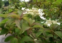 sadzonki - Hortensja miękkowłosa Nepal Beauty (Hydrangea heteromalla Nepal Beauty)