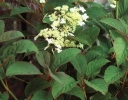 sadzonki - Hortensja miękkowłosa Nepal Beauty (Hydrangea heteromalla Nepal Beauty)