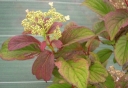 rośliny ogrodowe - Hortensja miękkowłosa Nepal Beauty (Hydrangea heteromalla Nepal Beauty)