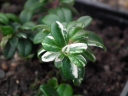 sadzonki -  Borówka brusznica Albovariegata (Vaccinium vitis-idaea Albovariegata)