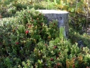 rośliny ozdobne - Borówka brusznica Albovariegata (Vaccinium vitis-idaea Albovariegata)