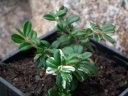 rośliny ogrodowe - Borówka brusznica Albovariegata (Vaccinium vitis-idaea Albovariegata)