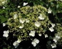 sadzonki - Pnąca Hortensja odmienna Winter Surprise (Hydrangea anomala)