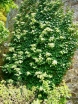 rośliny ozdobne - Pnąca Hortensja odmienna Winter Surprise (Hydrangea anomala)