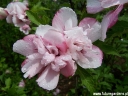 sklep ogrodniczy - Hibiscus syriacus SPOT PINKY® "Minspot" cov  ketmia syryjska