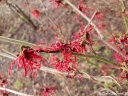 sadzonki -  Oczar pośredni Birgit (Hamamelis x intermedia Birgit) C7,5/60-80cm