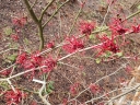 sklep ogrodniczy - Oczar pośredni Birgit (Hamamelis x intermedia Birgit) C7,5/60-80cm