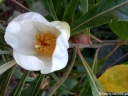 sklep ogrodniczy - FRANKLINIA amerykańska  Franklinia alatamaha C5/130-140cm *K9