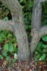 sklep ogrodniczy - FRANKLINIA amerykańska  Franklinia alatamaha C5/130-140cm *K9