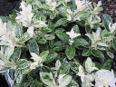 sadzonki -  Trzmielina japońska Pierrolino (Euonymus japonicus Pierrolino)
