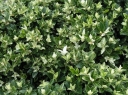 rośliny ozdobne - Trzmielina japońska Pierrolino (Euonymus japonicus Pierrolino)