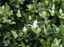 rośliny ozdobne - Trzmielina japońska Pierrolino (Euonymus japonicus Pierrolino)