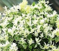 rośliny ogrodowe - Trzmielina japońska Pierrolino (Euonymus japonicus Pierrolino)