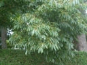 sadzonki - Hurma kaukaska (Diospyros lotus, Kaki, "Daktylo-śliwa") P15/1m *T44