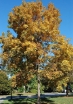 rośliny ogrodowe - Orzesznik pięciolistkowy  Carya ovata C3/10-20cm *24T