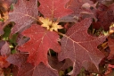 rośliny ogrodowe - Hortensja dębolistna Burgundy (Hydrangea quercifolia) C3/20-30cm *K14