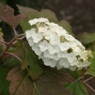 sklep ogrodniczy - Hortensja dębolistna Burgundy (Hydrangea quercifolia) C3/20-30cm *K14