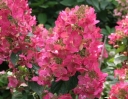 sklep ogrodniczy -  Hortensja wiechowata Magical Flame (Hydrangea paniculata Magical Flame) C3 *K18