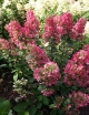 rośliny ozdobne - Hortensja wiechowata Magical Flame (Hydrangea paniculata Magical Flame) C3 *K18
