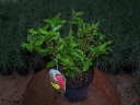 sadzonki - Hortensja wiechowata Magical Flame (Hydrangea paniculata Magical Flame) C3 *K18
