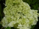 sadzonki - Hortensja wiechowata Magical Candle Bokraflame (Hydrangea paniculata)C7,5