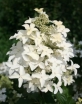 rośliny ogrodowe -  Hortensja wiechowata Degudo (syn. Starlight Fantasy, Hydrangea paniculata Degudo)
