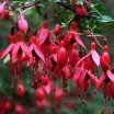rośliny ogrodowe - Fuksja Riccartonii (Fuchsja magellanica Riccartonii) C2