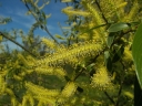 sadzonki - Wierzba biała płacząca (Salix alba) C5/1m