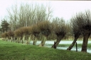 sadzonki - Wierzba biała płacząca (Salix alba) C5/1m