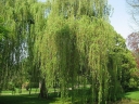 rośliny ozdobne - Wierzba biała płacząca (Salix alba) C5/1m