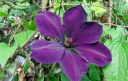 sklep ogrodniczy -  Powojnik wielkokwiatowy Gipsy Queen (Clematis) /C2