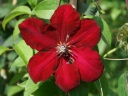 rośliny ogrodowe -  Powojnik wielkokwiatowy Westerplatte (Clematis Westerplatte) C2