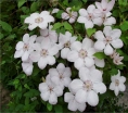 rośliny ogrodowe - Powojnik wielkokwiatowy Jan Paweł II Clematis /C2 *T8