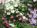 sadzonki - Powojnik wielkokwiatowy Jan Paweł II Clematis /C2 *T8
