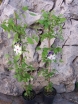 sadzonki - Powojnik wielkokwiatowy Jan Paweł II Clematis /C2 *T8