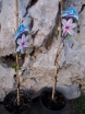 sklep ogrodniczy - Powojnik wielkokwiatowy Jan Paweł II Clematis /C2 *T8