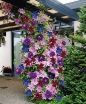 rośliny ogrodowe - Powojnik wielkokwiatowy Multi Blue (Clematis Multi Blue) C1 *T29