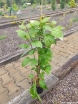 sklep ogrodniczy - Aktinidia pstrolistna Dr Szymanowski 3-letnie (Actinidia kolomikta) C2/60-80cm *K20