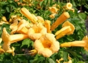 rośliny ogrodowe -  Milin amerykański Yellow Tramped Flava Campsis radicans C2/30cm