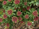 sadzonki - Wawrzynek murański (Daphne arbuscula) C1,5/5-10cm