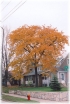 sadzonki - Glediczja trójcierniowa (Gleditsia triacanthos) C3/80-120cm *22K