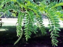 sklep ogrodniczy - Glediczja trójcierniowa (Gleditsia triacanthos) C3/80-120cm *22K