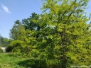rośliny ogrodowe - Glediczja trójcierniowa (Gleditsia triacanthos) C3/80-120cm *22K