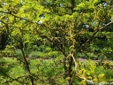 rośliny ogrodowe - Glediczja trójcierniowa (Gleditsia triacanthos) C3/80-120cm *22K