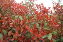 rośliny ozdobne -  Głogownik Dawida (Photinia davidiana)