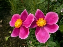 rośliny ozdobne -  Zawilec japoński PRAECOX (Anemone hupehensis) /C1,5