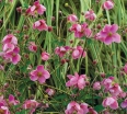 rośliny ozdobne - Zawilec japoński PRAECOX (Anemone hupehensis) /C1,5