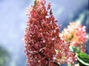rośliny ozdobne -  Hortensja bukietowa Ammarin (Hydrangea paniculata Ammarin) /C3 *17
