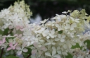 rośliny ogrodowe - Hortensja bukietowa Ammarin (Hydrangea paniculata Ammarin) /C3 *17